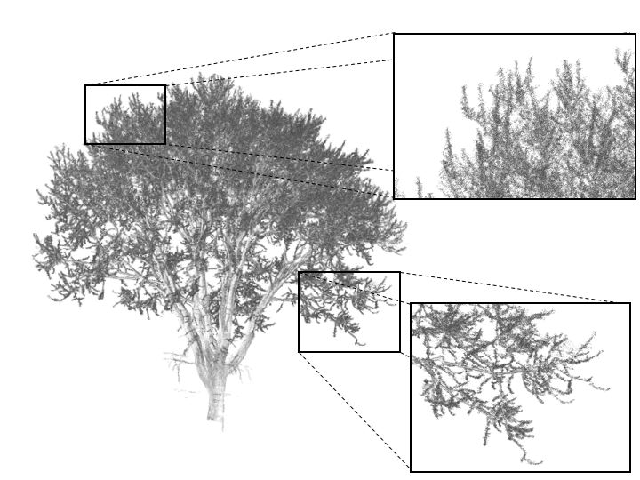 Image LiDAR d&eacute;taillant un arbre